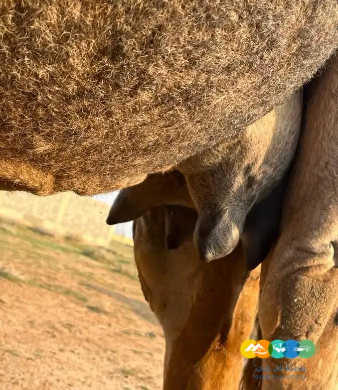 خلفه منيحه وهديه وحليب وافر