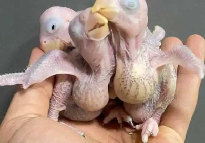 44e3580a-64cb-42a5-80f4-8aebcaaca742