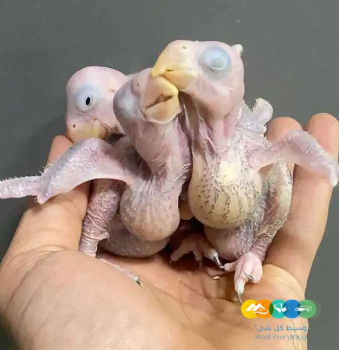 فروخ درة نيبالي 900 ريال