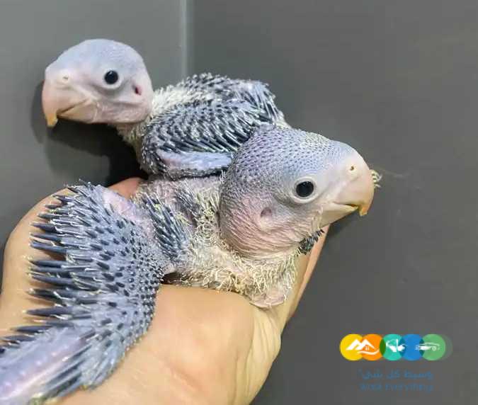 فروخ كنيور فروخ درة فروخ كاسكو