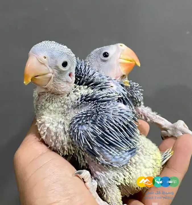 فروخ درة لاتينو – فروخ درة نيبالي / تم البيع