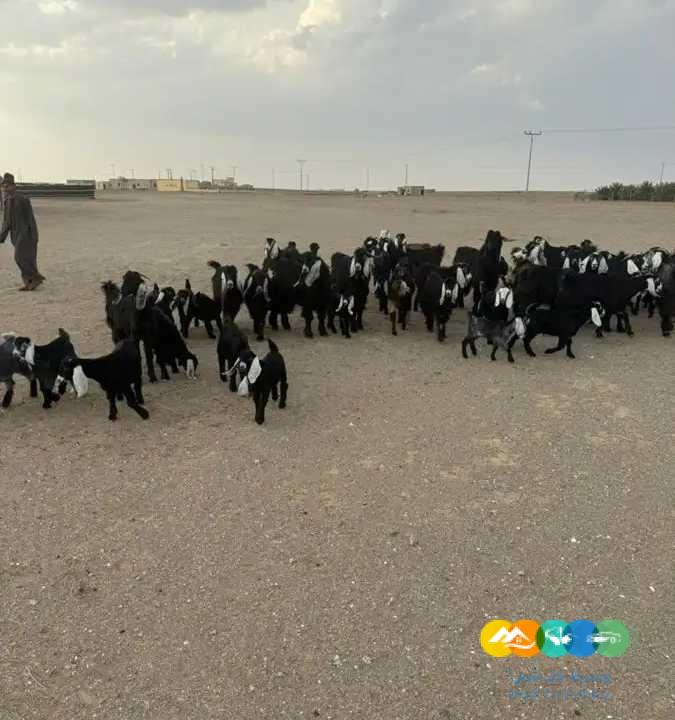 معزا مراح مواليد طيبه للقناي 57 تحتها 43