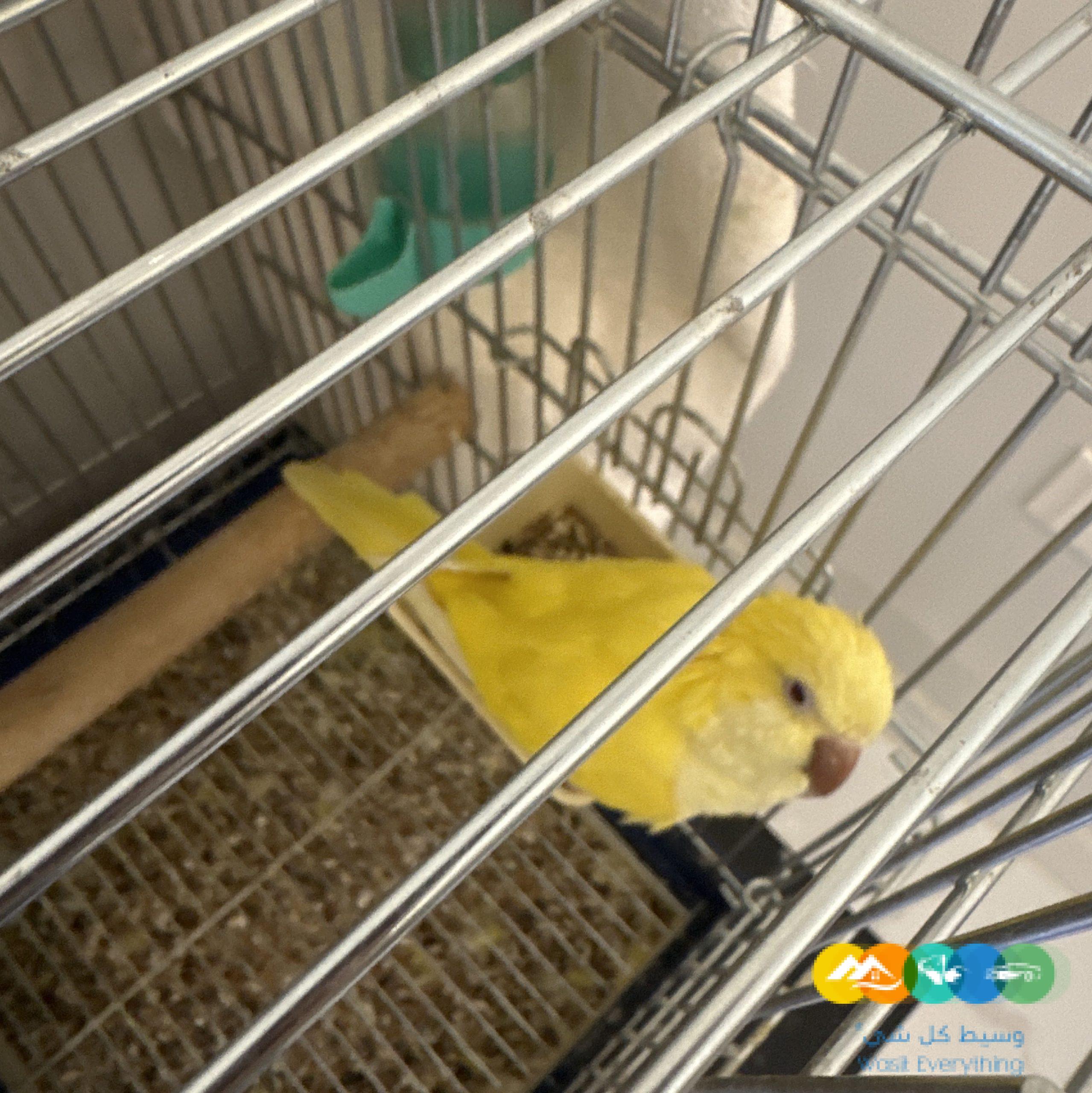 كويكر لاتينو اليف جداا للبيع