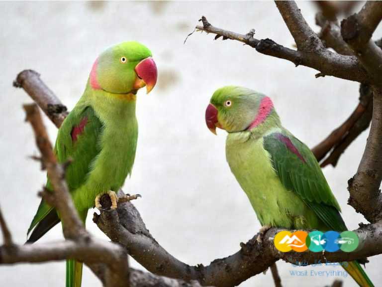 اجوز درة نيبالي – جاهزة للتزاوج