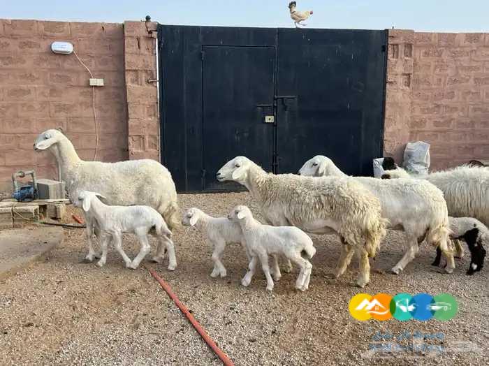 5 حريات مواليد حرش طيبه تحتها 5