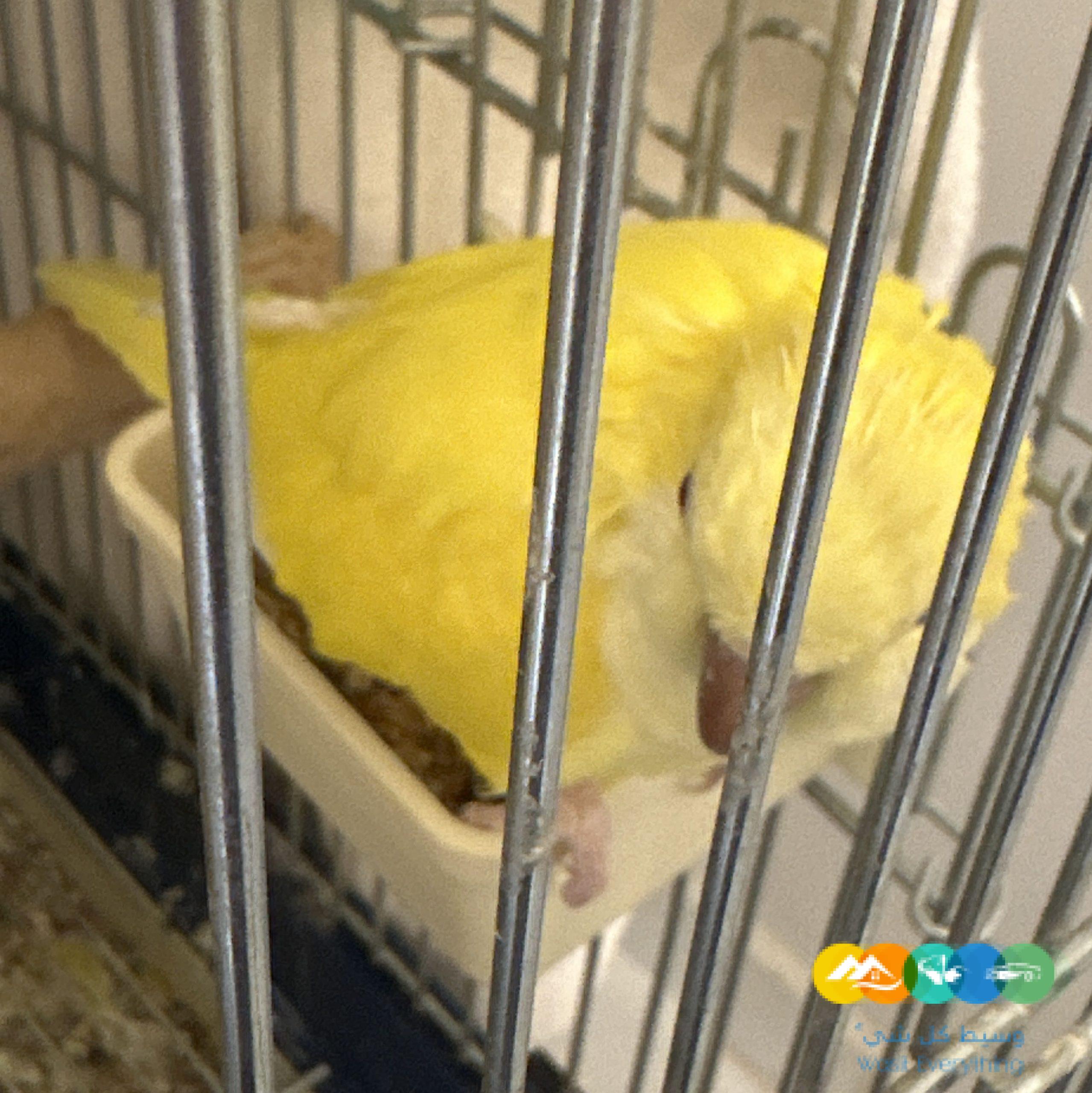 كويكر لاتينو اليف جداا للبيع