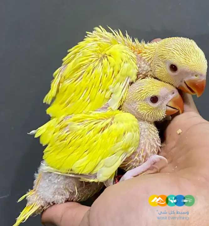 فروخ درة لاتينو – فروخ درة نيبالي / تم البيع