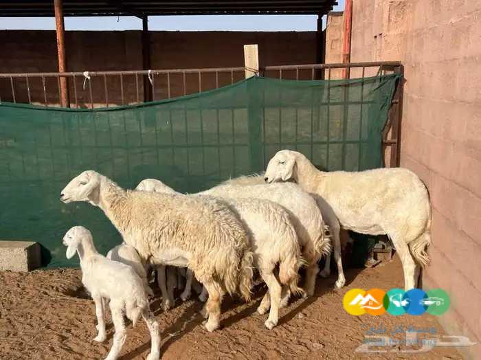 5 حريات مواليد حرش طيبه تحتها 5