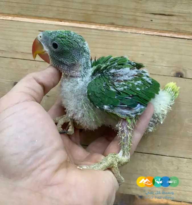 فروخ درة نيبالي