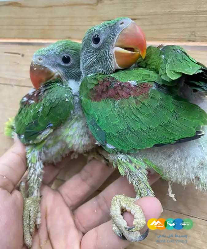 فروخ درة نيبالي