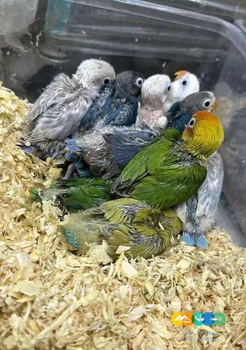 فروخ كنيور فروخ درة فروخ كاسكو