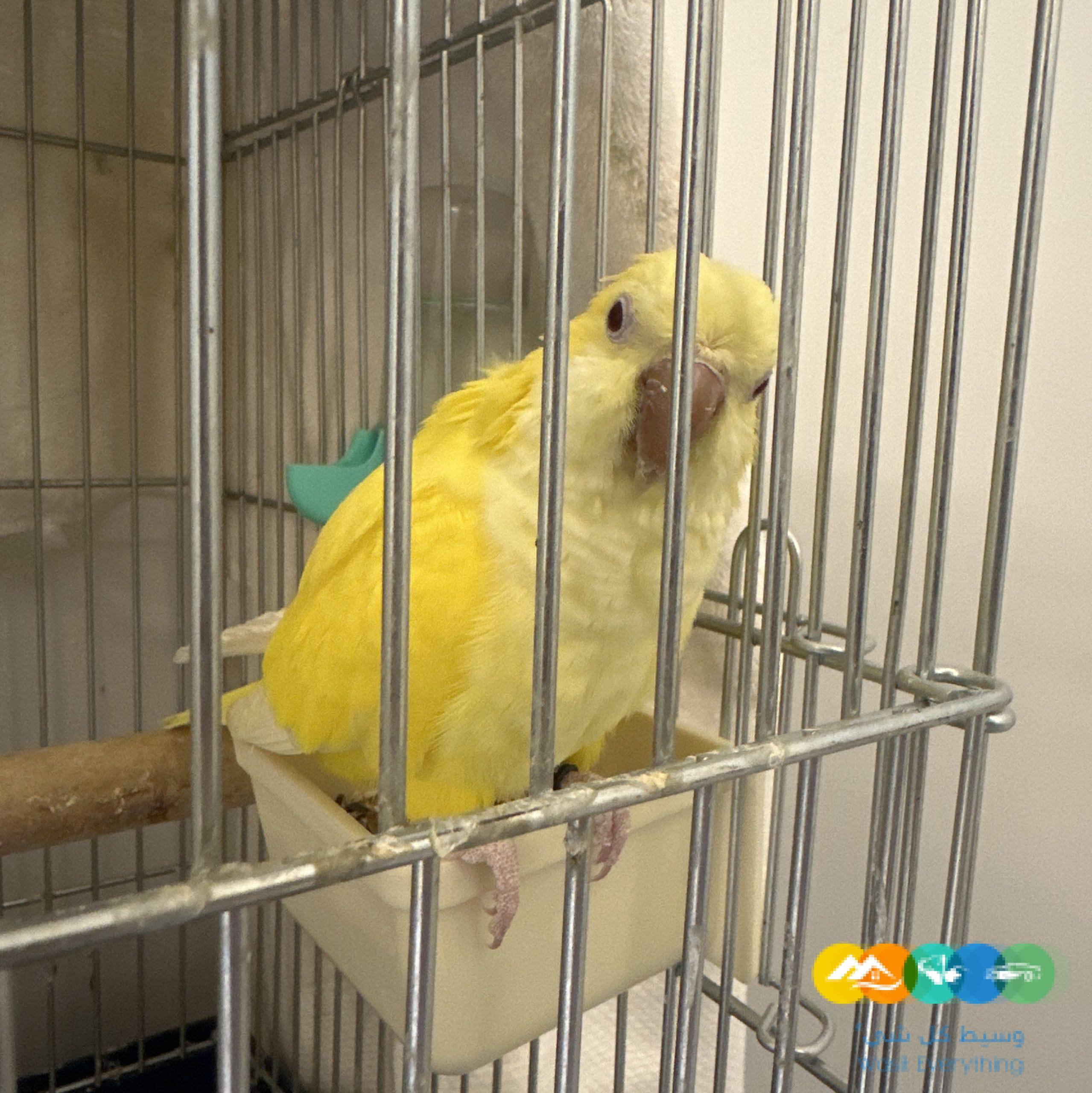 كويكر لاتينو اليف جداا للبيع