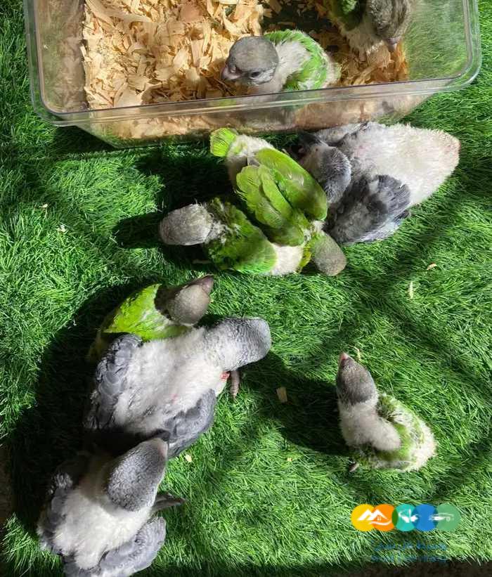 فروخ سنقالي للبيع