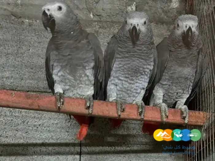 كاسكو للانتاج 1950 ريال