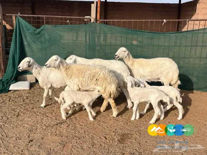 5 حريات مواليد حرش طيبه تحتها 5