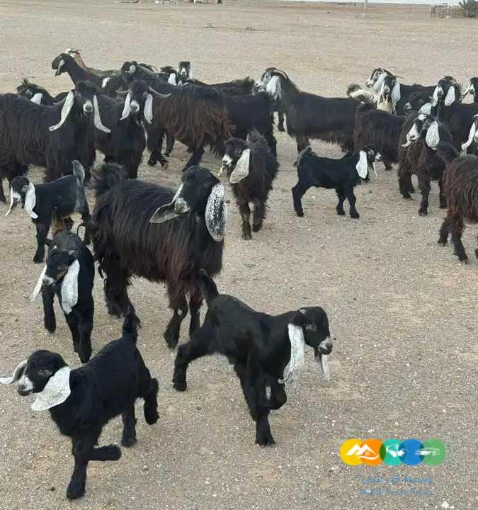 معزا مراح مواليد طيبه للقناي 57 تحتها 43