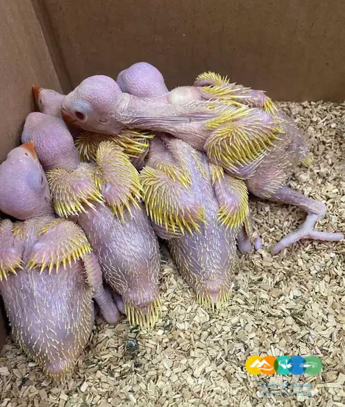 ‏متوفر فروخ درة لاتينو عيون حمراء