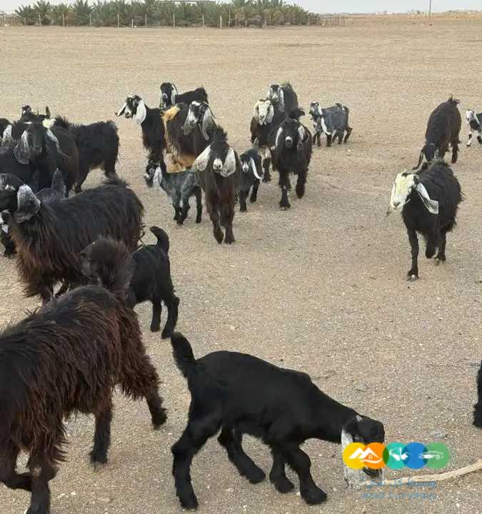 معزا مراح مواليد طيبه للقناي 57 تحتها 43