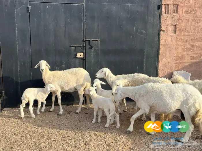 5 حريات مواليد حرش طيبه تحتها 5