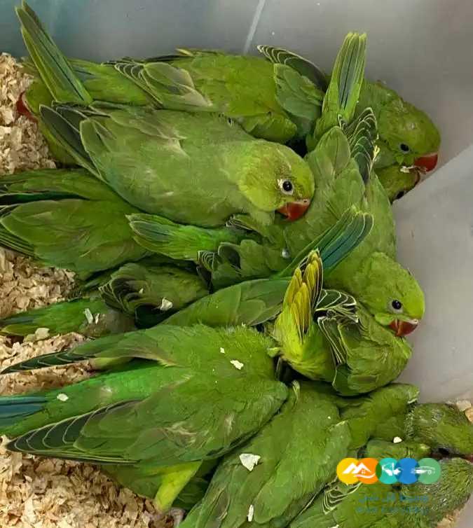 متوفر فروخ درة هندية _ تم البيع