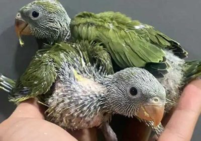 2ea569c2-3284-414d-8370-8b951ad9c298