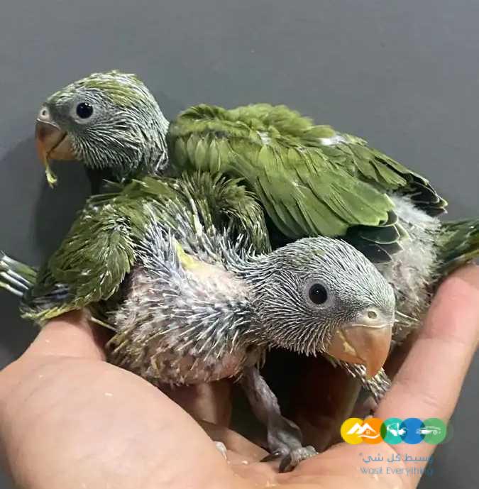 درة نيبالي فروخ درة هولندي زيتوني لاتينو البي