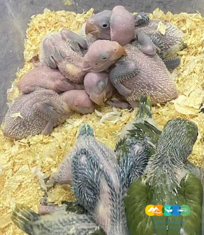 درة نيبالي فروخ درة هولندي زيتوني لاتينو البي