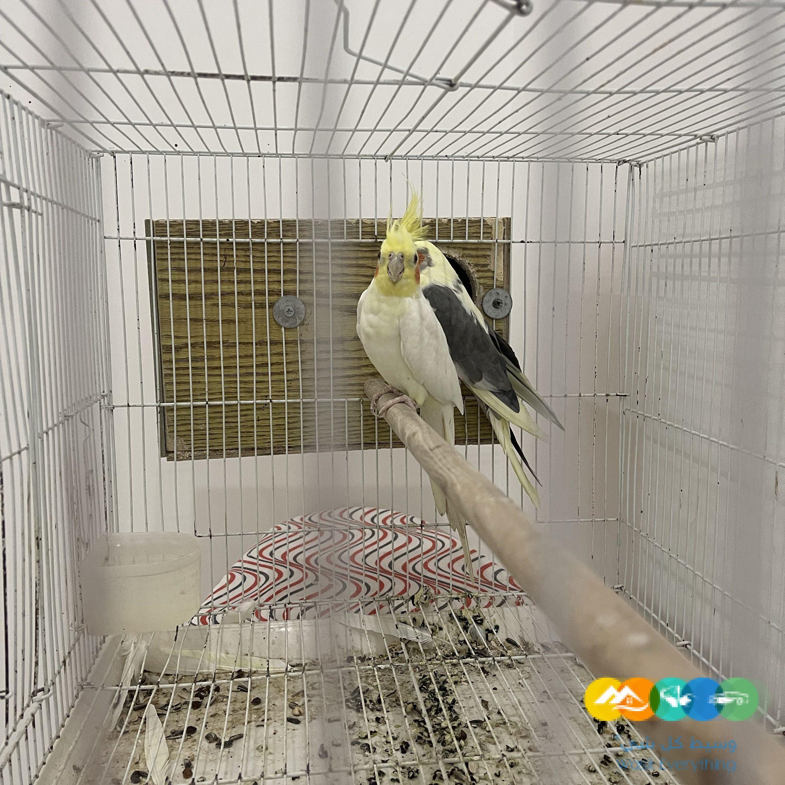 زووج كروان منتج وصحته ممتازه