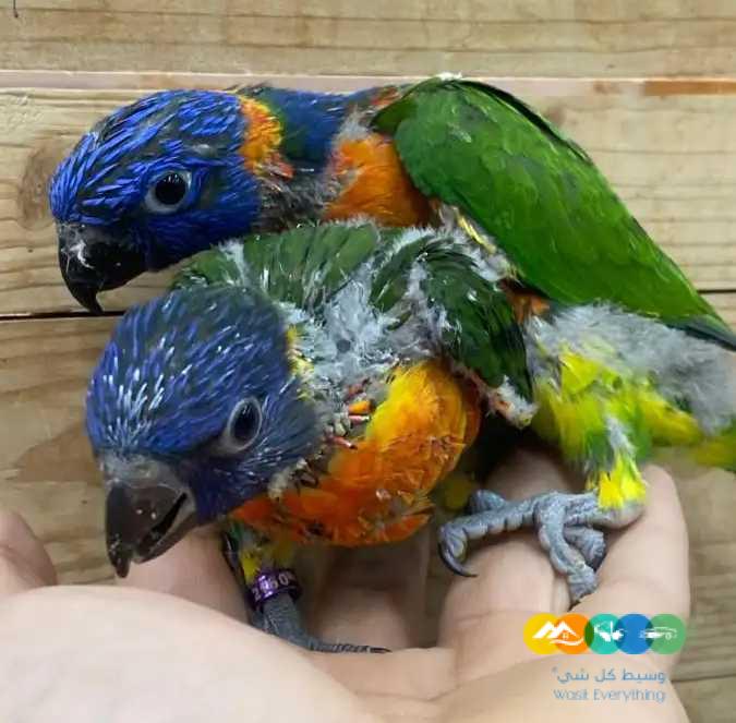 فروخ لوري – ازوج لوري / تم البيع