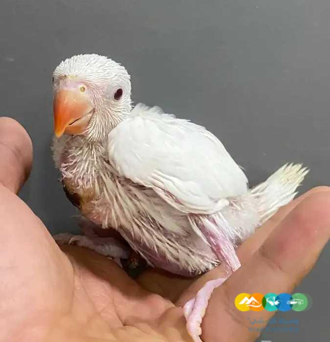 درة نيبالي فروخ درة هولندي زيتوني لاتينو البي