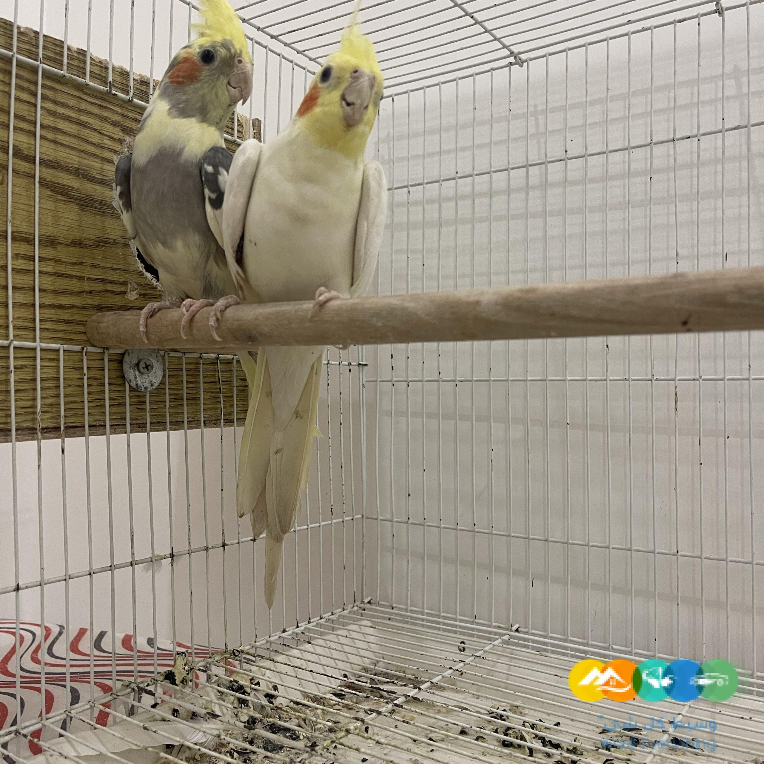 زووج كروان منتج وصحته ممتازه