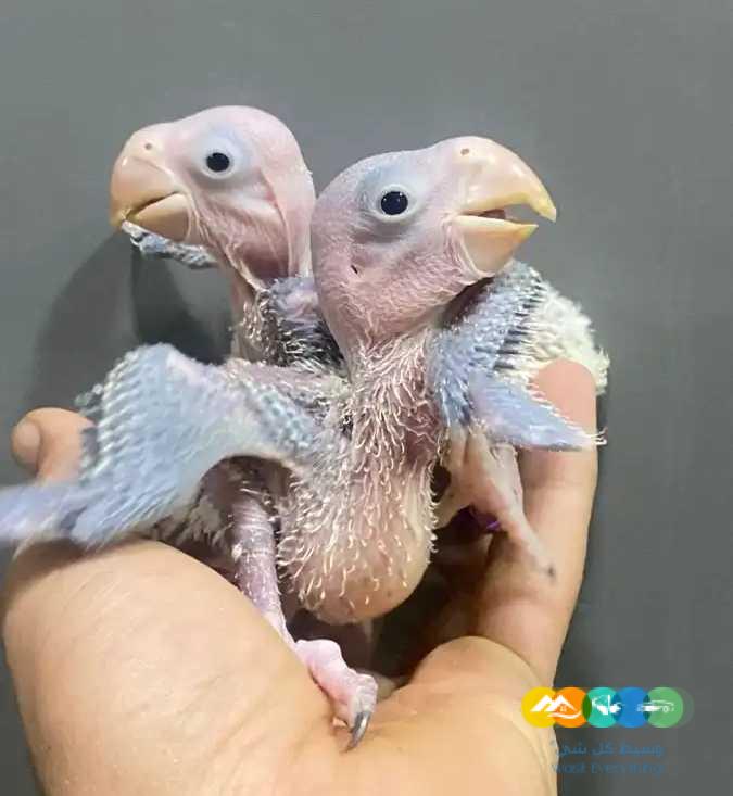 درة نيبالي فروخ درة هولندي زيتوني لاتينو البي