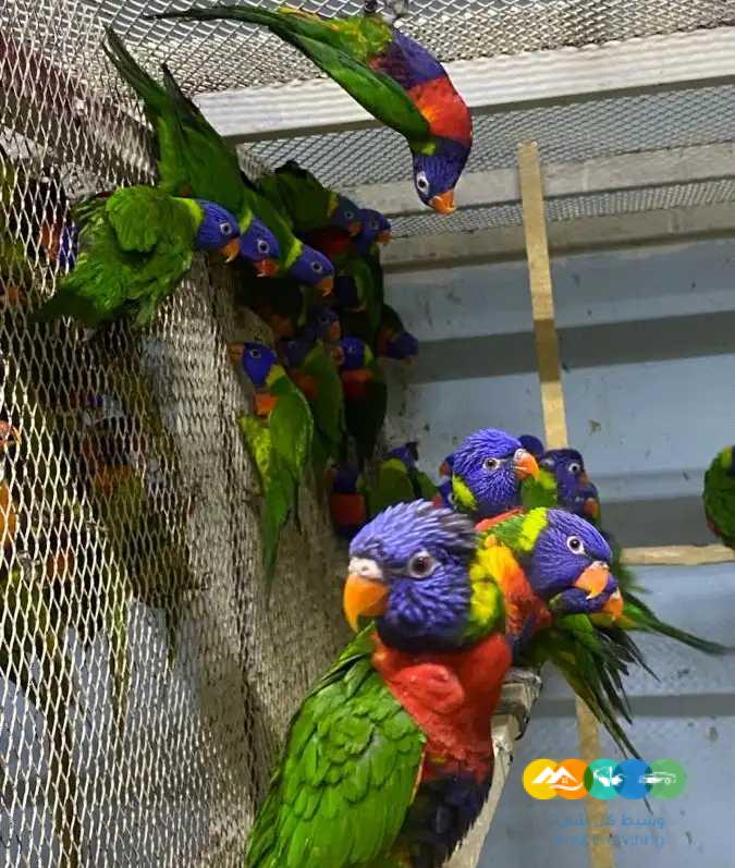 فروخ لوري – ازوج لوري / تم البيع