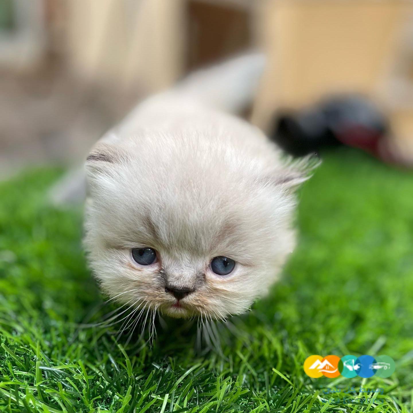 ‎للبيع كيتنزقطه بسه كيتنز صغيره هملايا شوكلت