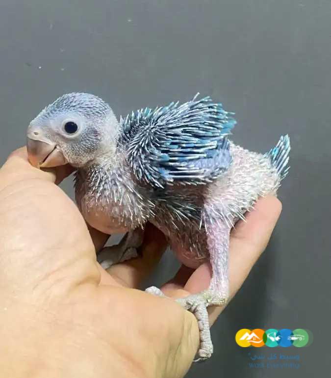 درة نيبالي فروخ درة هولندي زيتوني لاتينو البي