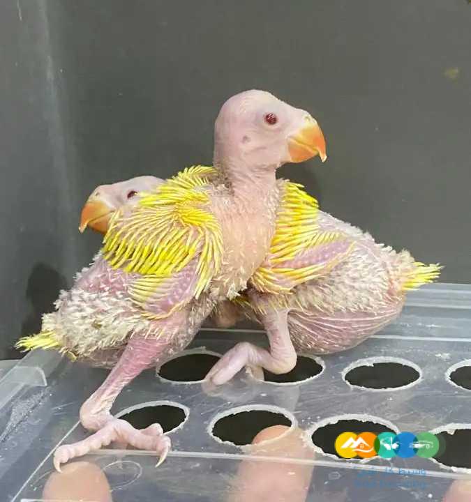 درة نيبالي فروخ درة هولندي زيتوني لاتينو البي