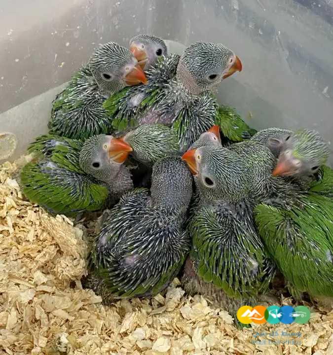 متوفر فروخ درة هندية _ تم البيع