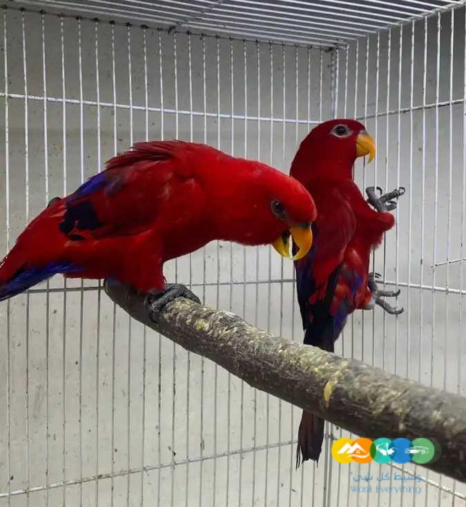 جوز رد لوري / تم البيع الله يبارك