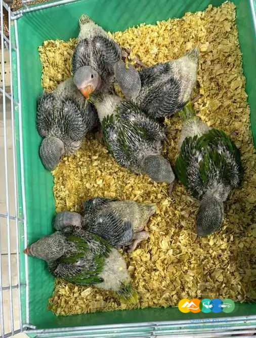 23 فرخ درة نيبالي و هولندي