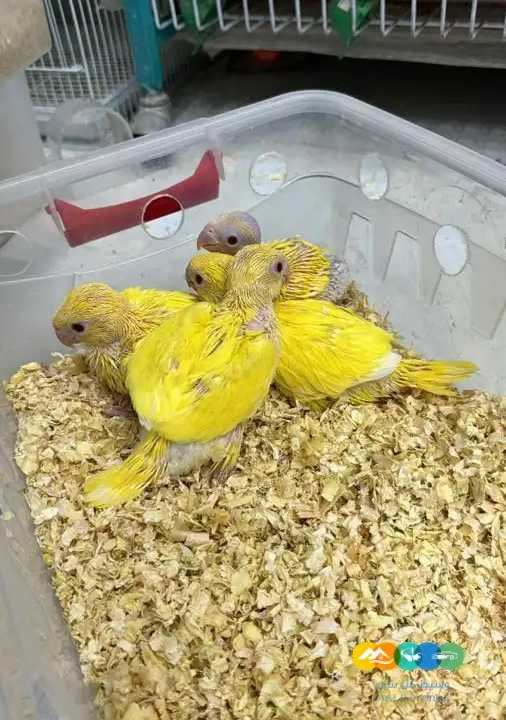 23 فرخ درة نيبالي و هولندي