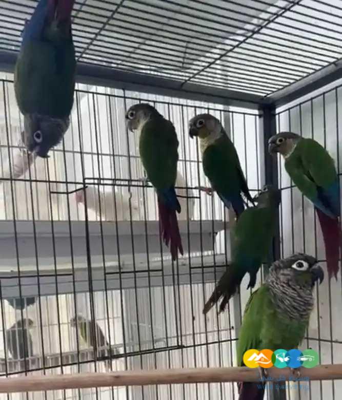 اجوز كنيور تركواز سينمون