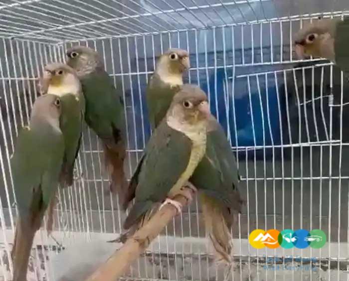 اجوز كنيور تركواز سينمون