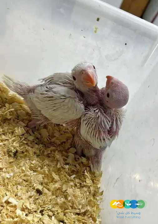 23 فرخ درة نيبالي و هولندي