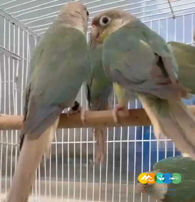 اجوز كنيور تركواز سينمون