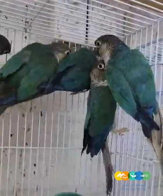 تركواز كنيور