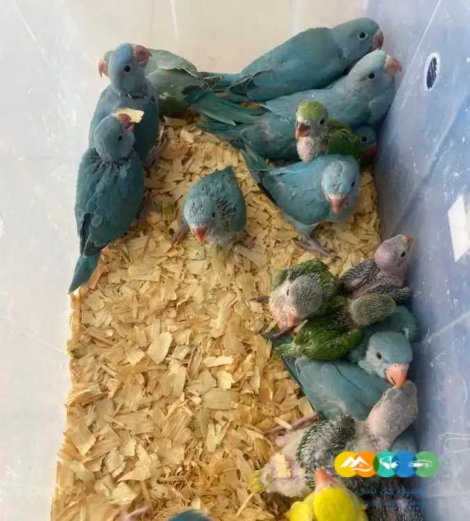 فروخ درة ازرق فروخ نيبالي فروخ مينا / تم البيع