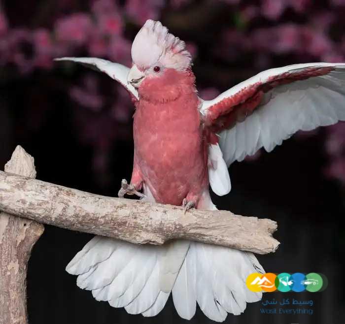 فرخ كوكاتو قالا انتاج محلي / تم البيع