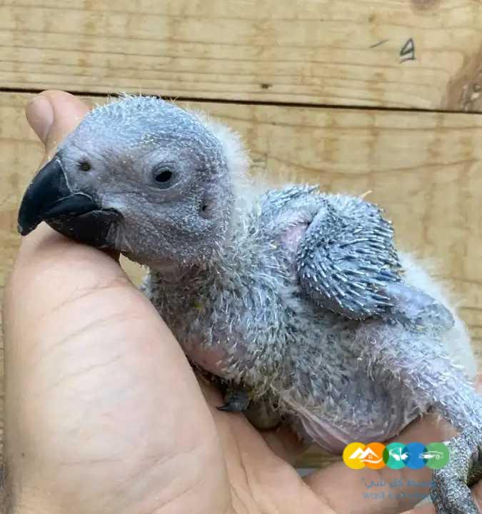 متوفر فرخين كاسكو / تم البيع