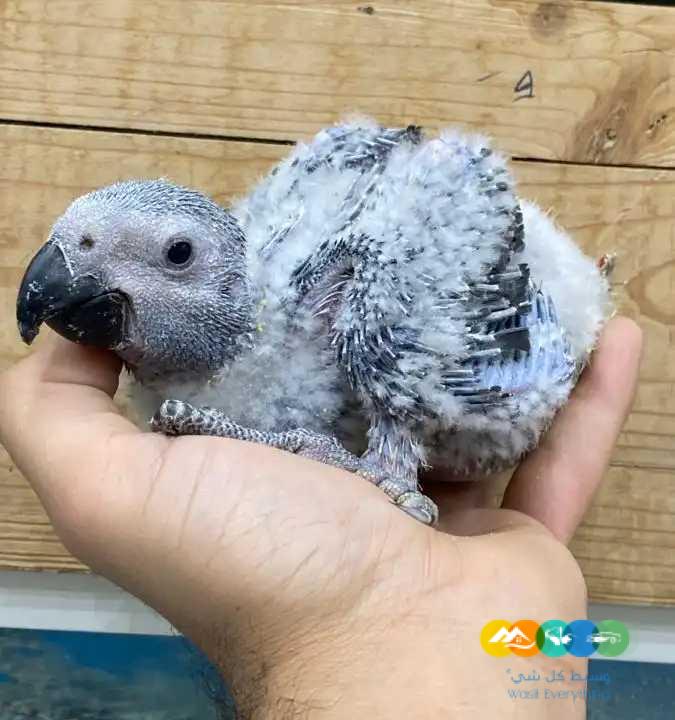 متوفر فرخين كاسكو / تم البيع