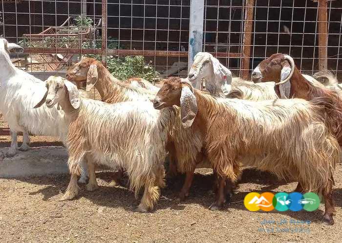 معزا مصريات منايح طيبه للقناي _ تم البيع